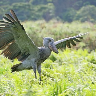 fiche-animale-monde-animal-bec-en-sabot-du-nil-balaeniceps