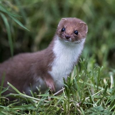 fiche-animale-monde-animal-belette-d-europe