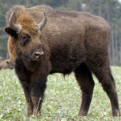 fiche-animale-monde-animal-bison-d-europe