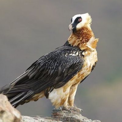 fiche-animale-monde-animal-gypaete-barbu