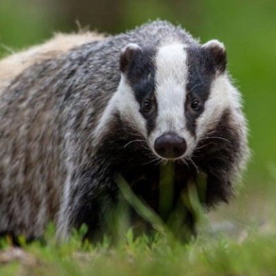 fiche-animale-monde-animal-blaireau-europeen