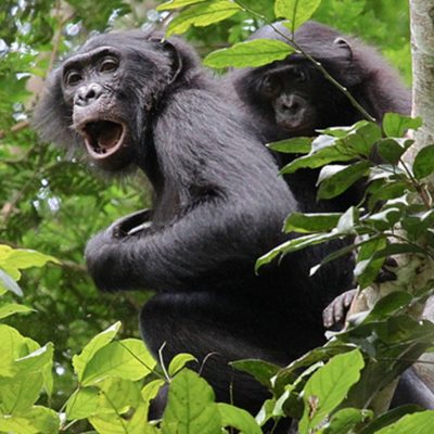 fiche-animale-monde-animal-bonobo