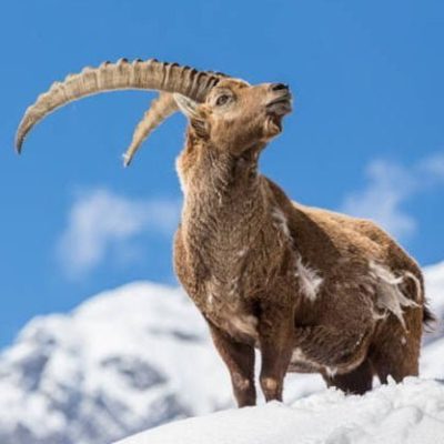 fiche-animale-monde-animal-bouquetin-des-alpes