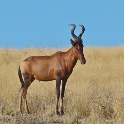 fiche-animale-monde-animal-bubale-roux