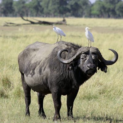 fiche-animale-monde-animal-buffle-d-afrique-syncerus-caffer