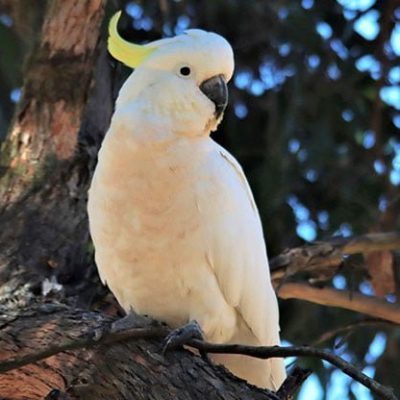 fiche-animale-monde-animal-cacatoes-a-huppe-jaune