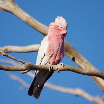 fiche-animale-monde-animal-cacatoes-rosalbin