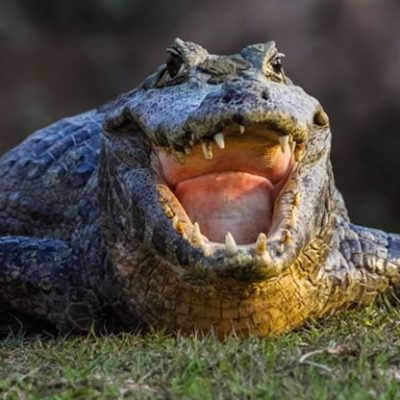 fiche-animale-monde-animal-caiman-noir