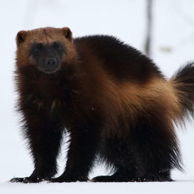 fiche-animale-monde-animal-carcajou-glouton