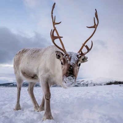 fiche-animale-monde-animal-caribou