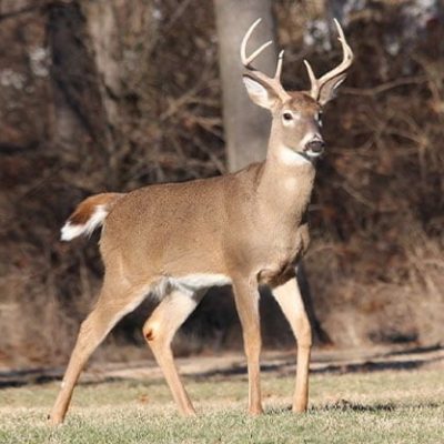 fiche-animale-monde-animal-cerf-de-virginie