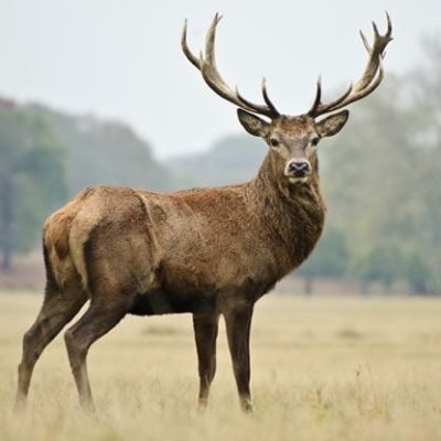 fiche-animale-monde-animal-cerf-elaphe