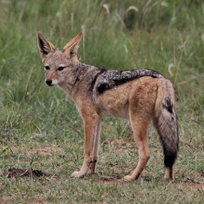 fiche-animale-monde-animal-chacal-a-chabraque