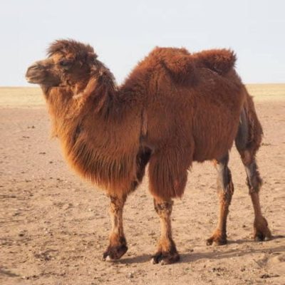 fiche-animale-monde-animal-chameau-bactriane