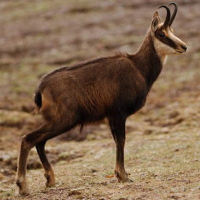 fiche-animale-monde-animal-chamois