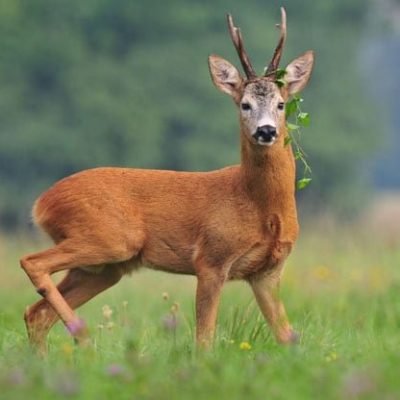 fiche-animale-monde-animal-chevreuil