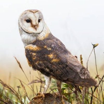 fiche-animale-monde-animal-chouette-effraie