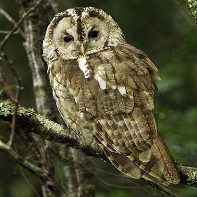 fiche-animale-monde-animal-chouette-hulotte