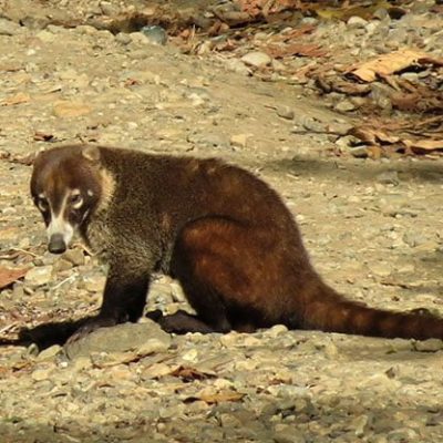 fiche-animale-monde-animal-coati-brun
