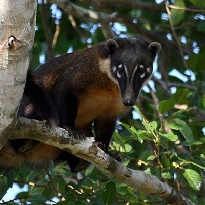 fiche-animale-monde-animal-coati-roux