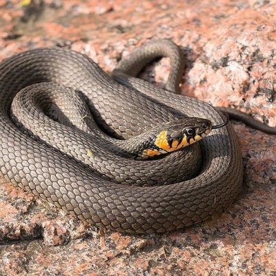 fiche-animale-monde-animal-couleuvre-a-collier-natrix-natrix