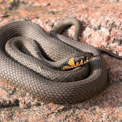 fiche-animale-monde-animal-couleuvre-a-collier-natrix-natrix