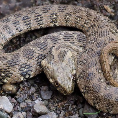 fiche-animale-monde-animal-couleuvre-viperine