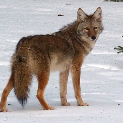 fiche-animale-monde-animal-coyote-