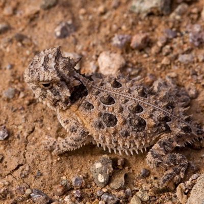 fiche-animale-monde-animal-crapaud-cornu-du-texas