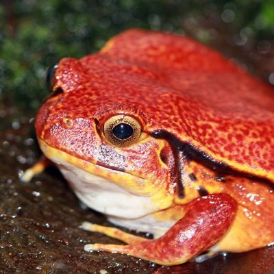 fiche-animale-monde-animal-crapaud-rouge-de-madagascar