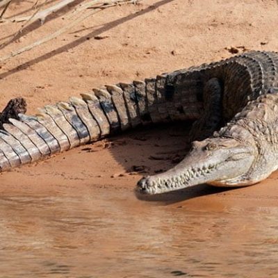 fiche-animale-monde-animal-crocodile-de-johnston