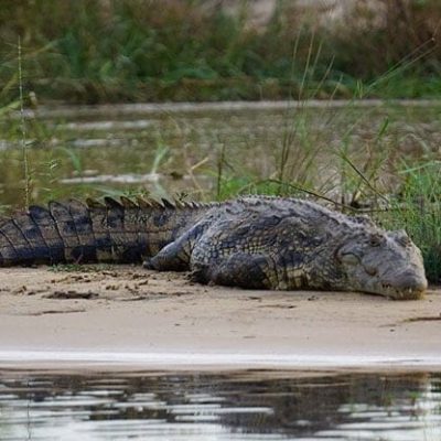 fiche-animale-monde-animal-crocodile-du-nil-crocodylus-niloticus