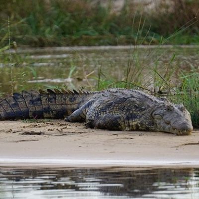 fiche-animale-monde-animal-crocodile-du-nil-crocodylus-niloticus