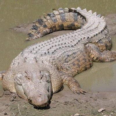 fiche-animale-monde-animal-crocodile-marin-crocodylus