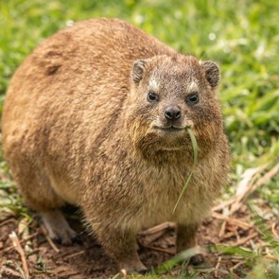 fiche-animale-monde-animal-daman-des-rochers