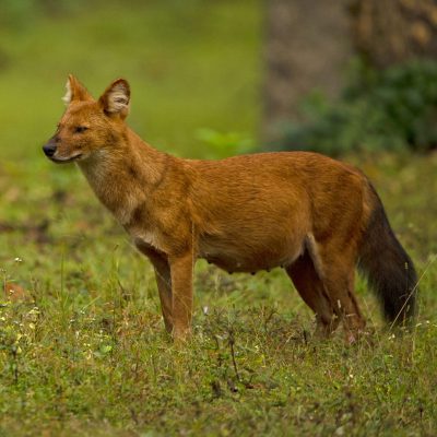 fiche-animale-monde-animal-dhole-chien-sauvage-asiatique-cuon-alpinus