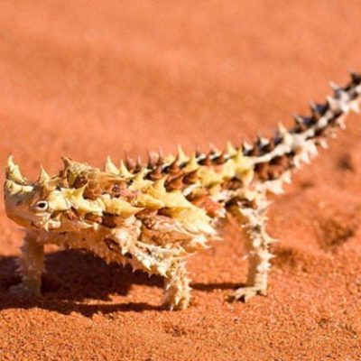 fiche-animale-monde-animal-diable-cornu