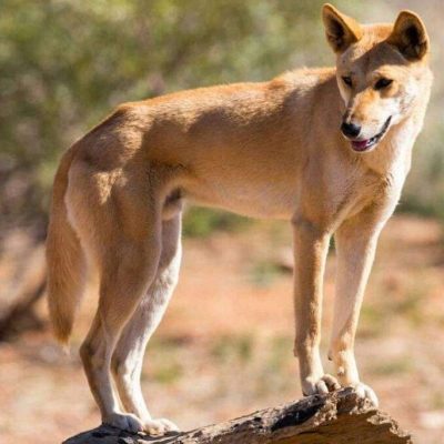 fiche-animale-monde-animal-dingo