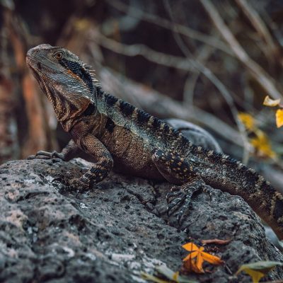 fiche-animale-monde-animal-dragon-d-eau-australien