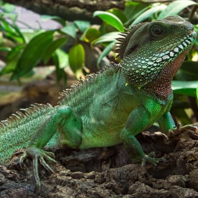 fiche-animale-monde-animal-dragon-d-eau-chinois