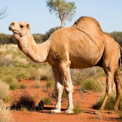 fiche-animale-monde-animal-dromadaire