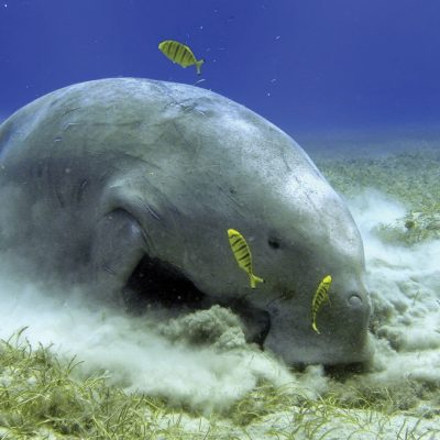 fiche-animale-monde-animal-dugong