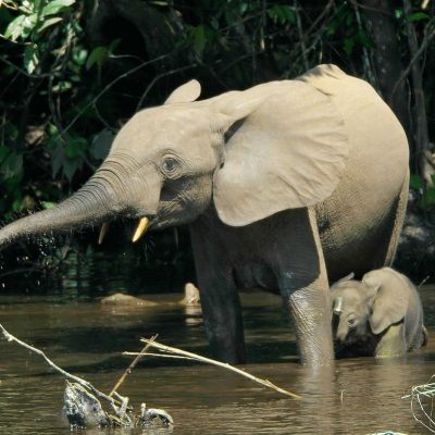 fiche-animale-monde-animal-elephant-de-foret-d-afrique-Loxodonta-cyclotis