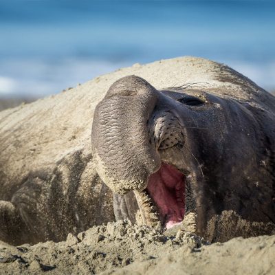 fiche-animale-monde-animal-elephant-de-mer-du-nord