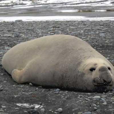 fiche-animale-monde-animal-elephant-de-mer