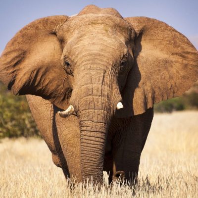 fiche-animale-monde-animal-elephant-savane-afrique