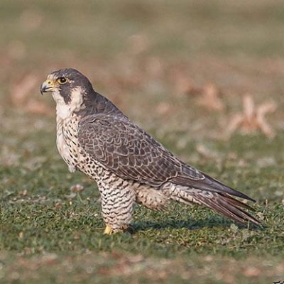 fiche-animale-monde-animal-faucon-pelerin