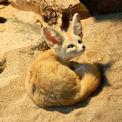 fiche-animale-monde-animal-fennec