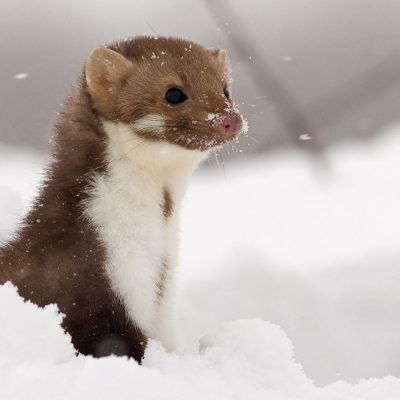 fiche-animale-monde-animal-fouine