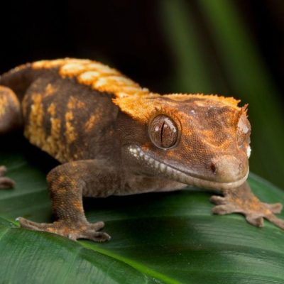 fiche-animale-monde-animal-gecko-a-crete